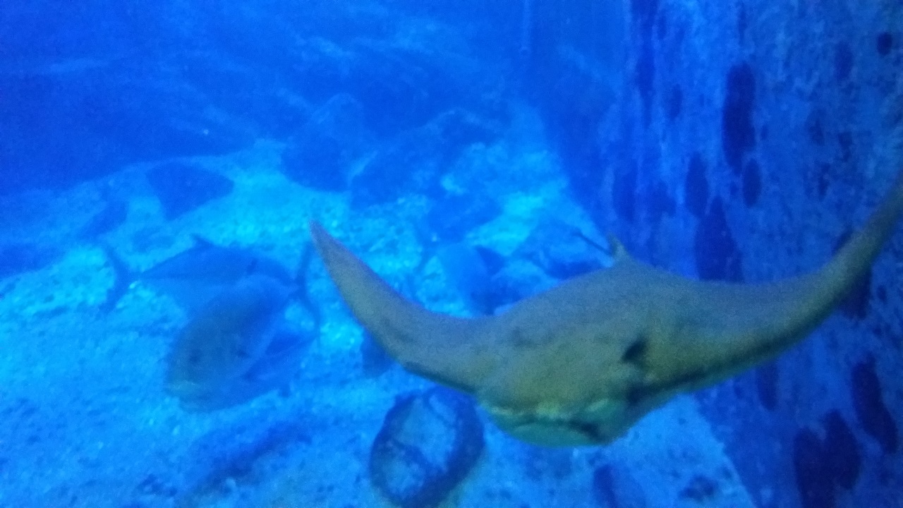 Arraia no Tanque Oceânico do Aquário de Ubatuba