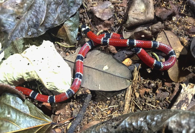 Serpentes comuns em Ubatuba - Curiosidades de Ubatuba