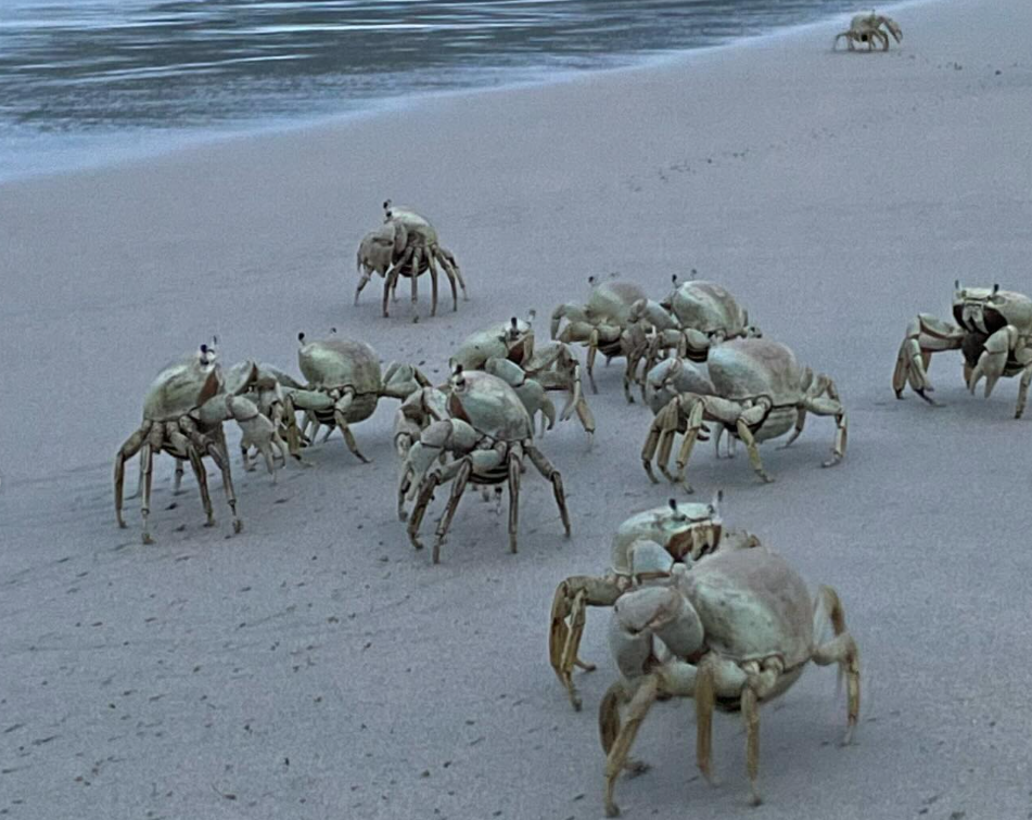 A Andada dos Guaiamum na Praia da Caçandoca