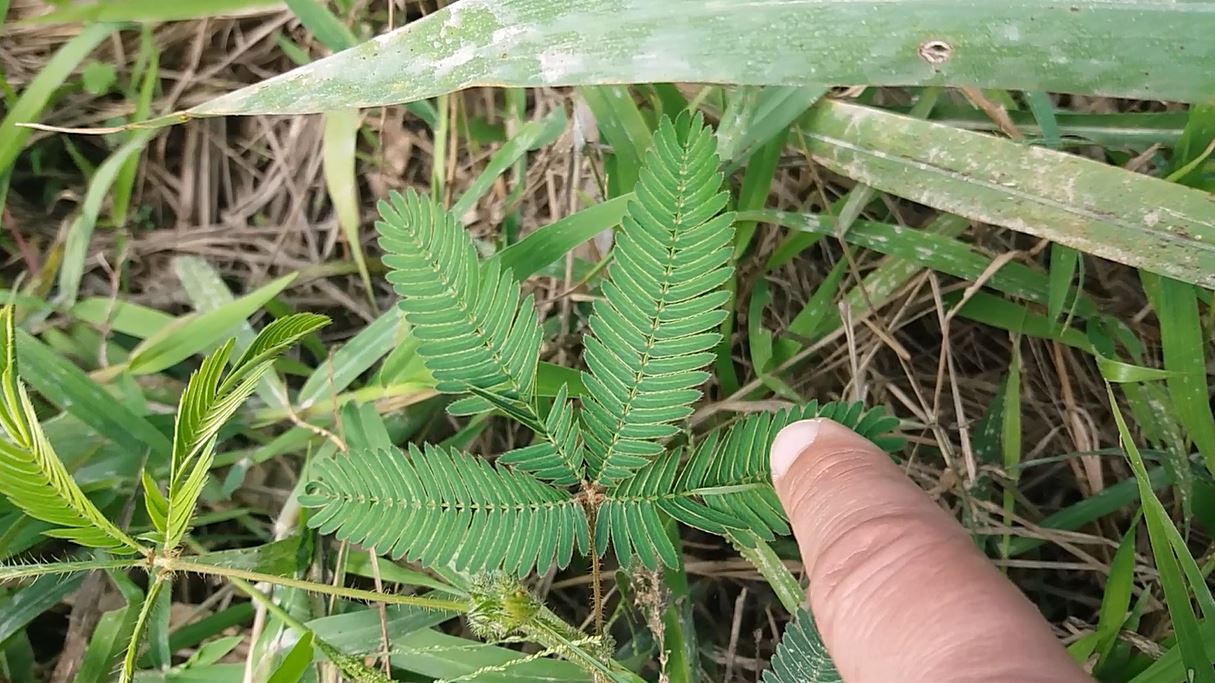 Flora de Ubatuba – Dorme João