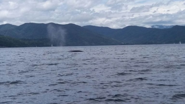 Baleia em Ubatuba