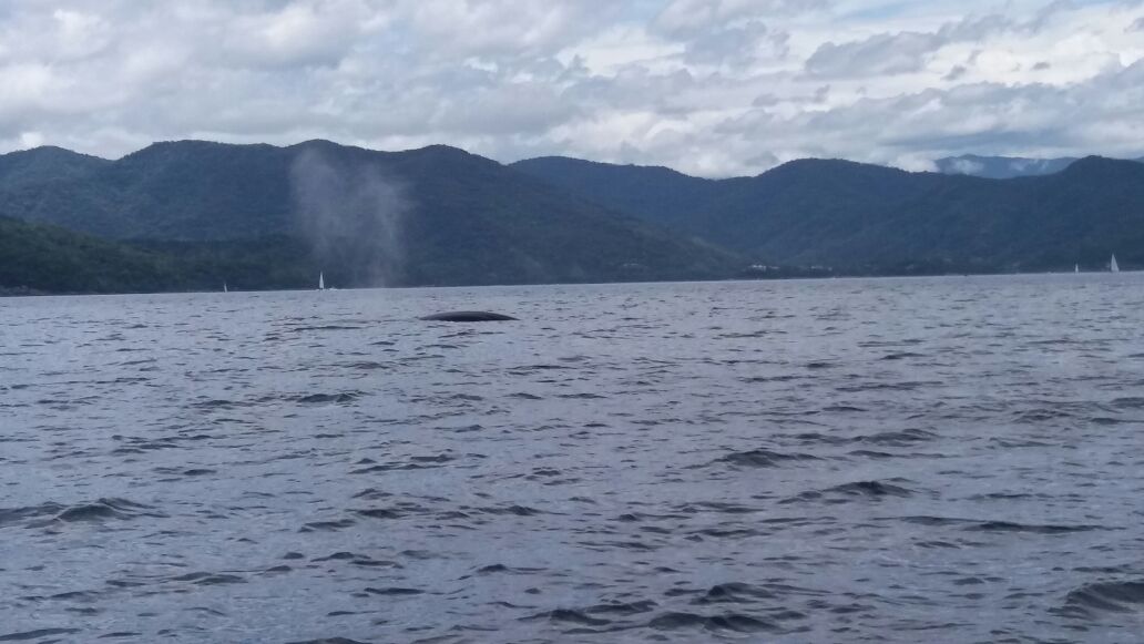 Avistamento de baleia próximo a Ilha Anchieta | @cristeodoro