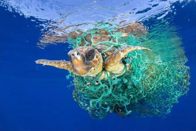 Tartaruga marinha emaranhada por rede de pesca - Imagem extraída de https://6800milhas.blogspot.com/2017/02/world-press-photo-2017-premiacao.html